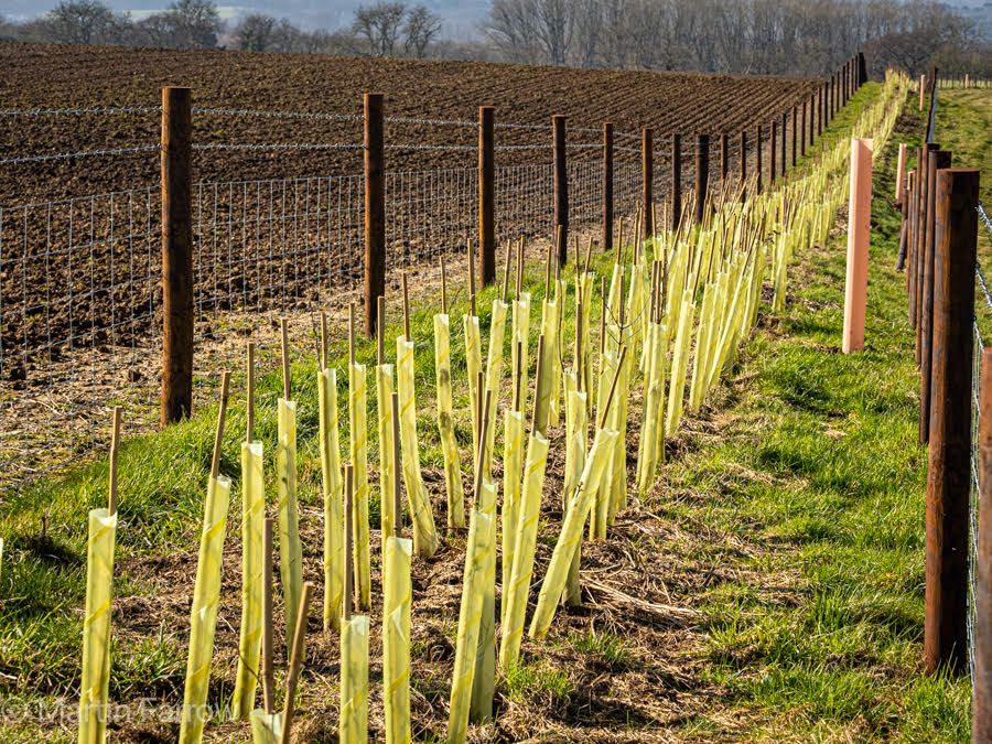 line of trees newly planted